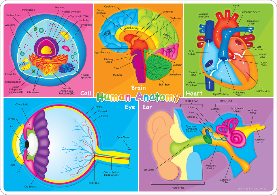 95019 Human Body Anatomy,Smart Poly Learning Mat, 2 sided, 12" x 17"